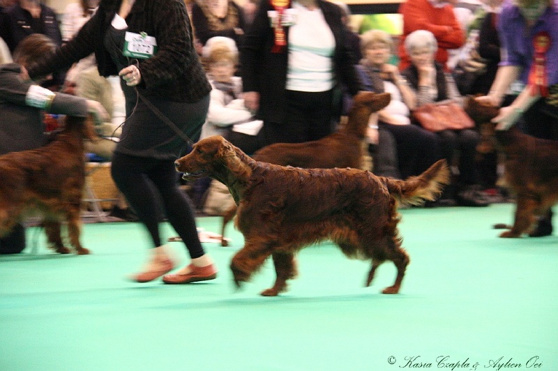 Crufts2011_2 005.jpg